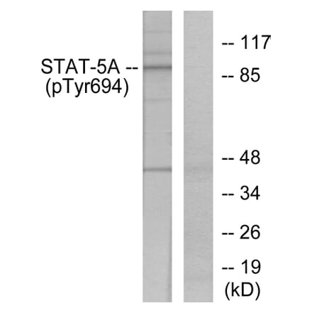 Immunohistochemistry - Anti-STAT6 (phospho Thr645) Antibody (A7228) - Antibodies.com