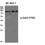 Western Blot - Anti-STAT3 (phospho Tyr705) Antibody (A7224) - Antibodies.com
