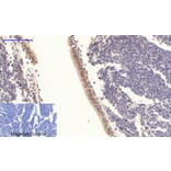 Immunohistochemistry - Anti-STAT3 (phospho Tyr705) Antibody (A7224) - Antibodies.com