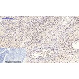 Immunohistochemistry - Anti-STAT3 (phospho Tyr705) Antibody (A7224) - Antibodies.com