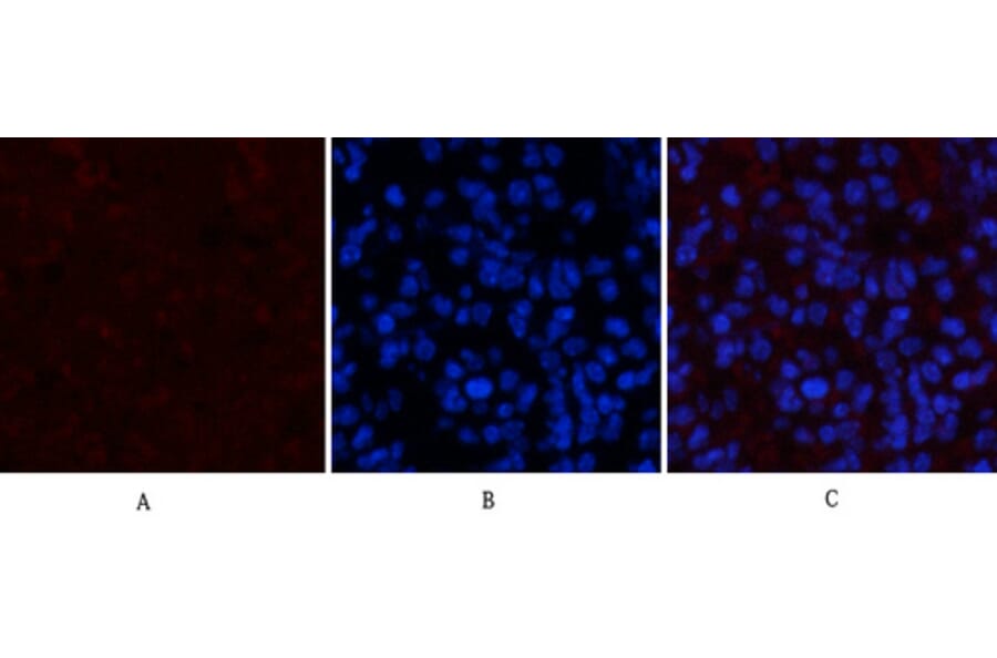 Immunofluorescence - Anti-STAT3 (phospho Tyr705) Antibody (A7224) - Antibodies.com