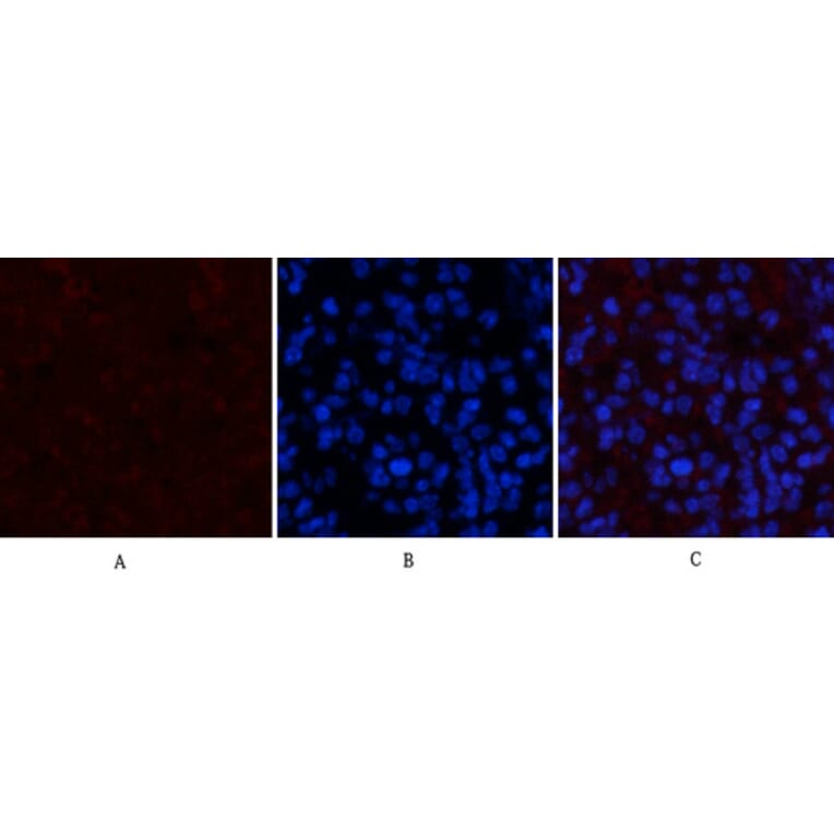 Immunofluorescence - Anti-STAT3 (phospho Tyr705) Antibody (A7224) - Antibodies.com
