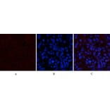 Immunofluorescence - Anti-STAT3 (phospho Tyr705) Antibody (A7224) - Antibodies.com