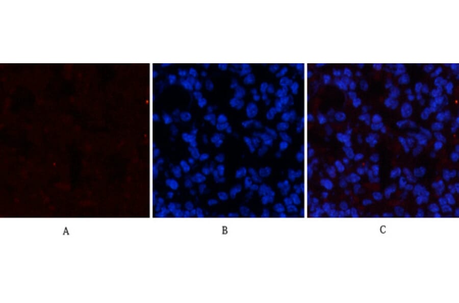 Immunofluorescence - Anti-STAT3 (phospho Tyr705) Antibody (A7224) - Antibodies.com