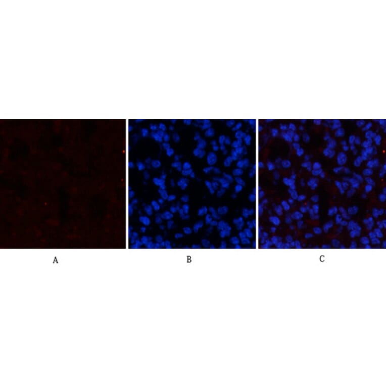 Immunofluorescence - Anti-STAT3 (phospho Tyr705) Antibody (A7224) - Antibodies.com