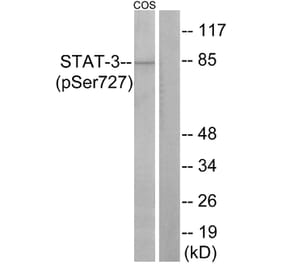Western Blot - Anti-STAT3 (phospho Ser727) Antibody (A7223) - Antibodies.com