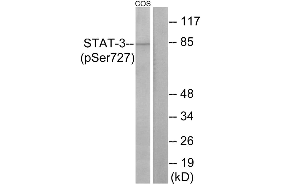 Western Blot - Anti-STAT3 (phospho Ser727) Antibody (A7223) - Antibodies.com