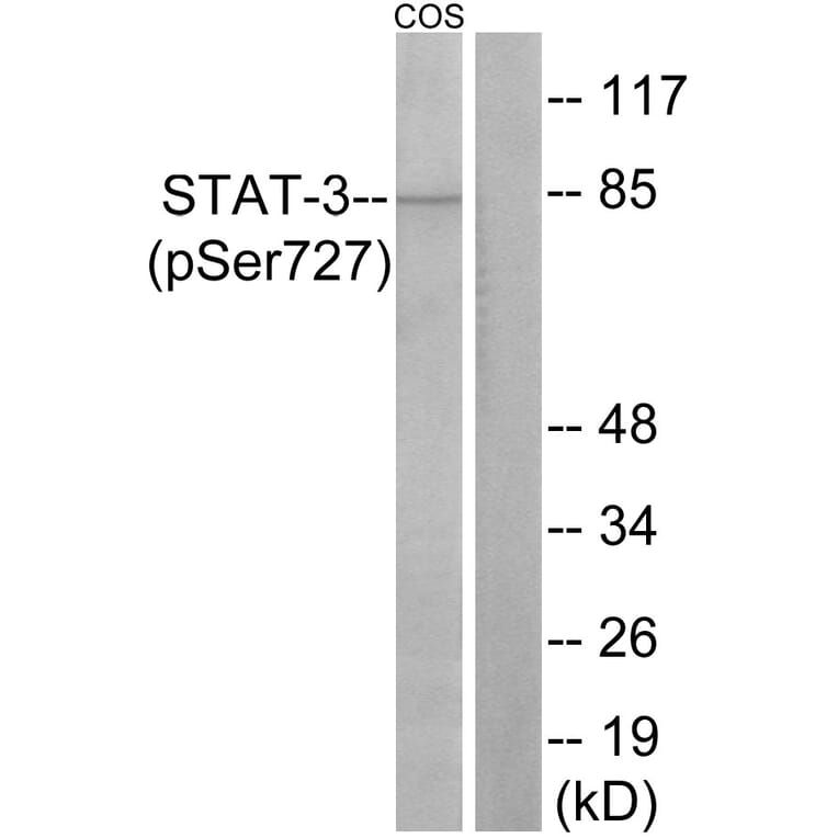 Western Blot - Anti-STAT3 (phospho Ser727) Antibody (A7223) - Antibodies.com