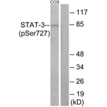 Western Blot - Anti-STAT3 (phospho Ser727) Antibody (A7223) - Antibodies.com