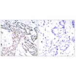 Immunohistochemistry - Anti-STAT3 (phospho Ser727) Antibody (A7223) - Antibodies.com