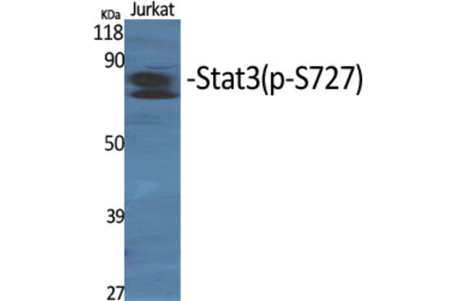 Western Blot - Anti-STAT3 (phospho Ser727) Antibody (A7223) - Antibodies.com