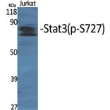 Western Blot - Anti-STAT3 (phospho Ser727) Antibody (A7223) - Antibodies.com