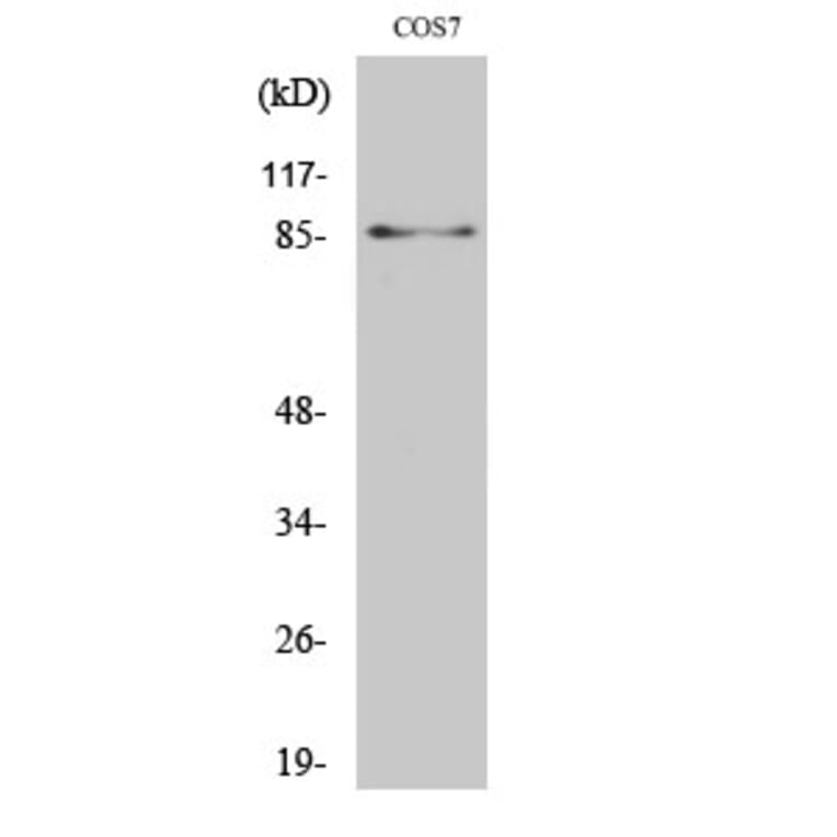 Western Blot - Anti-STAT3 (phospho Ser727) Antibody (A7223) - Antibodies.com
