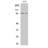 Western Blot - Anti-STAT3 (phospho Ser727) Antibody (A7223) - Antibodies.com