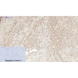 Immunohistochemistry - Anti-STAT3 (phospho Ser727) Antibody (A7223) - Antibodies.com
