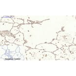 Immunohistochemistry - Anti-STAT3 (phospho Ser727) Antibody (A7223) - Antibodies.com