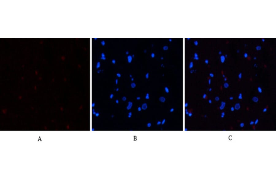 Immunofluorescence - Anti-STAT3 (phospho Ser727) Antibody (A7223) - Antibodies.com