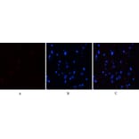 Immunofluorescence - Anti-STAT3 (phospho Ser727) Antibody (A7223) - Antibodies.com