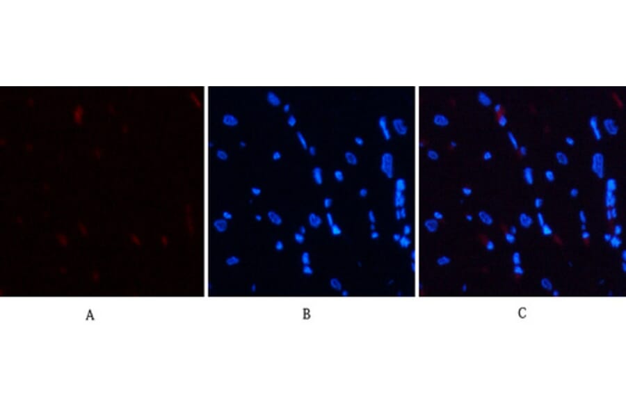 Immunofluorescence - Anti-STAT3 (phospho Ser727) Antibody (A7223) - Antibodies.com