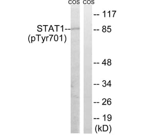 Western Blot - Anti-STAT1 (phospho Tyr701) Antibody (A7222) - Antibodies.com