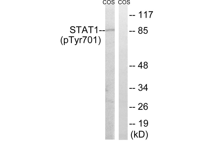 Western Blot - Anti-STAT1 (phospho Tyr701) Antibody (A7222) - Antibodies.com