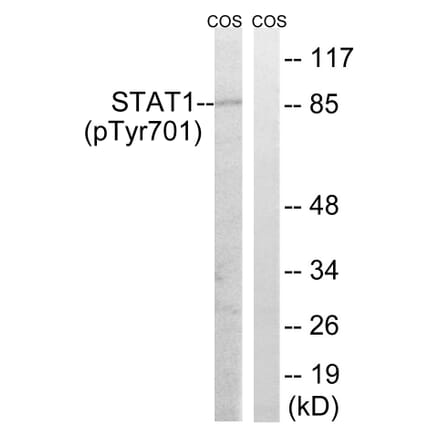 Western Blot - Anti-STAT1 (phospho Tyr701) Antibody (A7222) - Antibodies.com