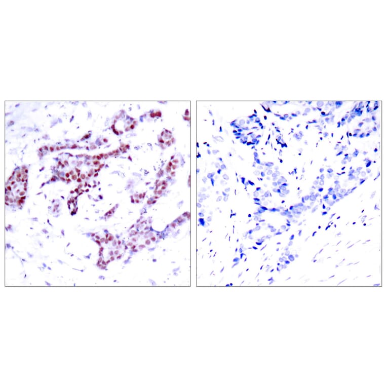 Immunohistochemistry - Anti-STAT1 (phospho Tyr701) Antibody (A7222) - Antibodies.com