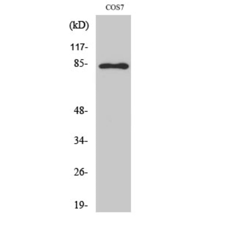 Western Blot - Anti-STAT1 (phospho Tyr701) Antibody (A7222) - Antibodies.com