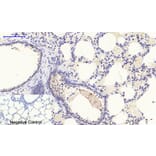 Immunohistochemistry - Anti-STAT1 (phospho Tyr701) Antibody (A7222) - Antibodies.com