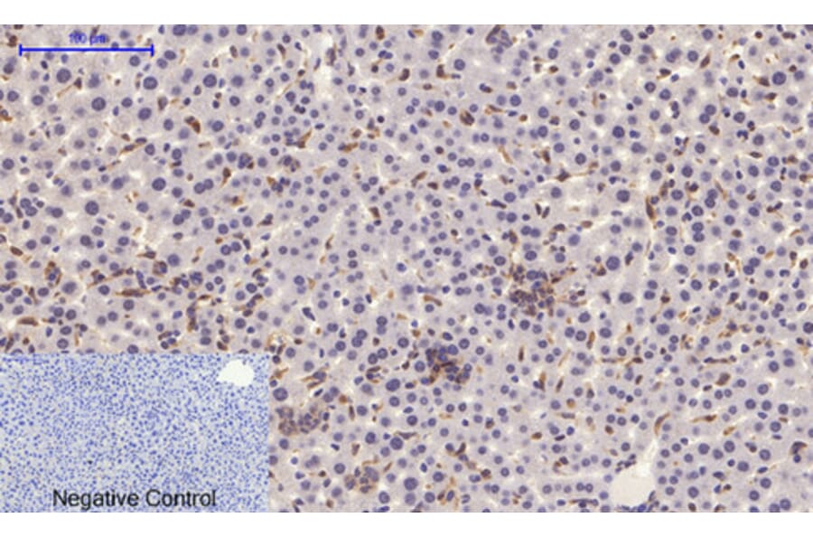 Immunohistochemistry - Anti-STAT1 (phospho Tyr701) Antibody (A7222) - Antibodies.com