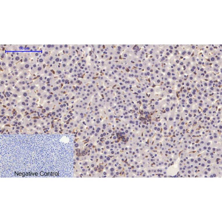 Immunohistochemistry - Anti-STAT1 (phospho Tyr701) Antibody (A7222) - Antibodies.com
