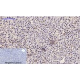 Immunohistochemistry - Anti-STAT1 (phospho Tyr701) Antibody (A7222) - Antibodies.com