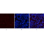 Immunofluorescence - Anti-STAT1 (phospho Tyr701) Antibody (A7222) - Antibodies.com