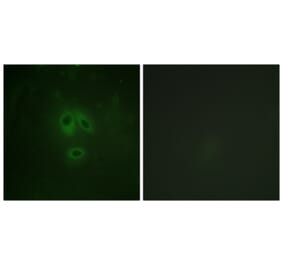 Immunofluorescence - Anti-n-NOS (phospho Ser852) Antibody (A0527) - Antibodies.com
