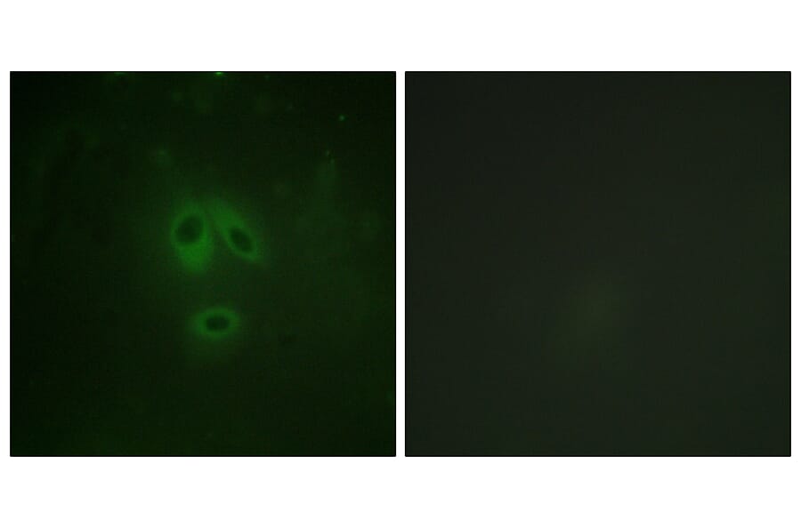 Immunofluorescence - Anti-n-NOS (phospho Ser852) Antibody (A0527) - Antibodies.com