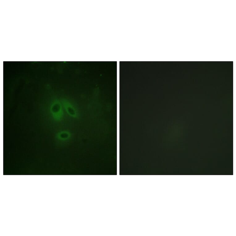 Immunofluorescence - Anti-n-NOS (phospho Ser852) Antibody (A0527) - Antibodies.com