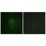 Immunofluorescence - Anti-n-NOS (phospho Ser852) Antibody (A0527) - Antibodies.com