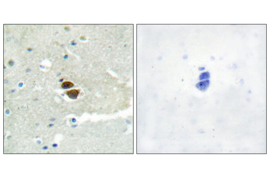 Immunohistochemistry - Anti-n-NOS (phospho Ser852) Antibody (A0527) - Antibodies.com