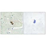 Immunohistochemistry - Anti-n-NOS (phospho Ser852) Antibody (A0527) - Antibodies.com