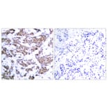 Immunohistochemistry - Anti-MEF2A (phospho Thr312) Antibody (A7144) - Antibodies.com