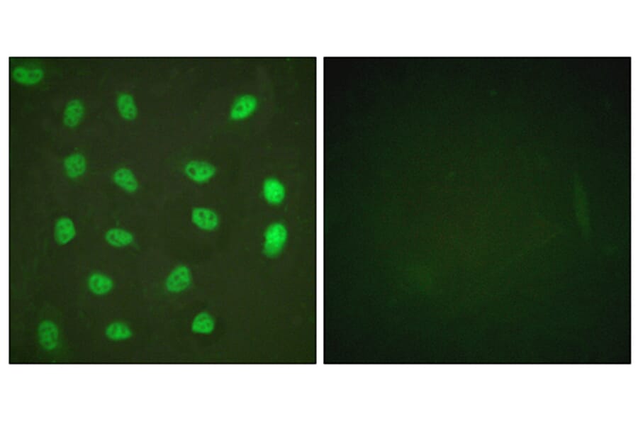 Immunofluorescence - Anti-MEF2A (phospho Ser408) Antibody (A0019) - Antibodies.com