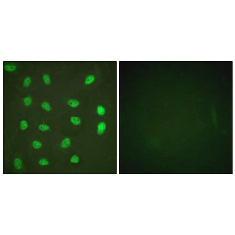 Immunofluorescence - Anti-MEF2A (phospho Ser408) Antibody (A0019) - Antibodies.com