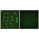 Immunofluorescence - Anti-MEF2A (phospho Ser408) Antibody (A0019) - Antibodies.com
