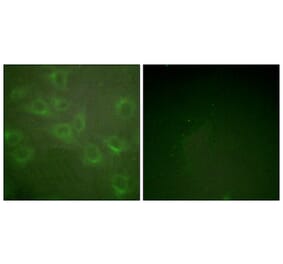 Immunofluorescence - Anti-Kv1.3 (phospho Tyr135) Antibody (A1085) - Antibodies.com