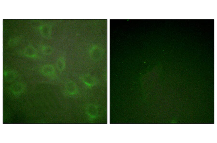 Immunofluorescence - Anti-Kv1.3 (phospho Tyr135) Antibody (A1085) - Antibodies.com