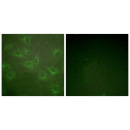 Immunofluorescence - Anti-Kv1.3 (phospho Tyr135) Antibody (A1085) - Antibodies.com