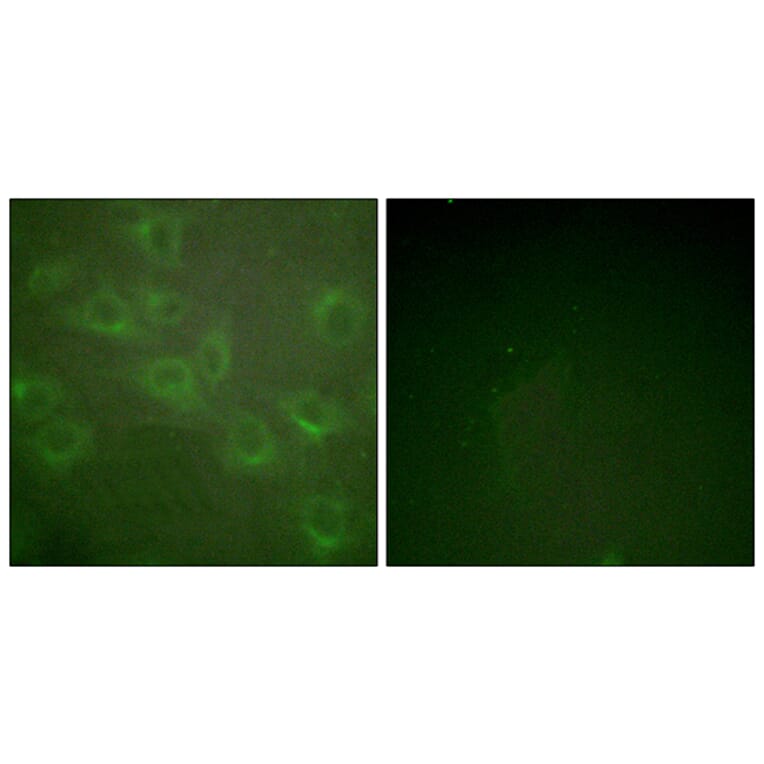 Immunofluorescence - Anti-Kv1.3 (phospho Tyr135) Antibody (A1085) - Antibodies.com