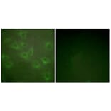 Immunofluorescence - Anti-Kv1.3 (phospho Tyr135) Antibody (A1085) - Antibodies.com