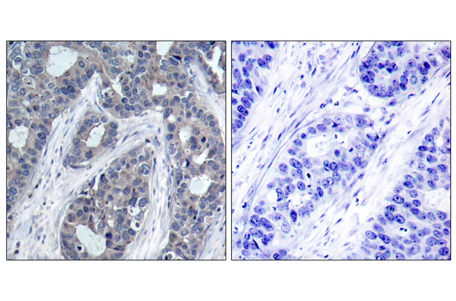 Immunohistochemistry - Anti-IRS-1 (phospho Ser636) Antibody (A7122) - Antibodies.com