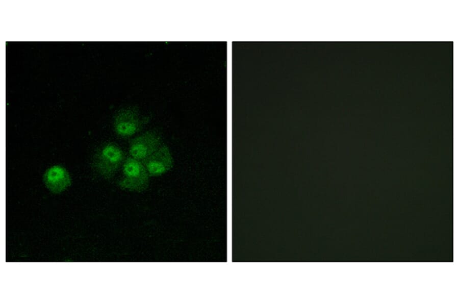 Immunofluorescence - Anti-IRS-1 (phospho Ser636) Antibody (A7122) - Antibodies.com